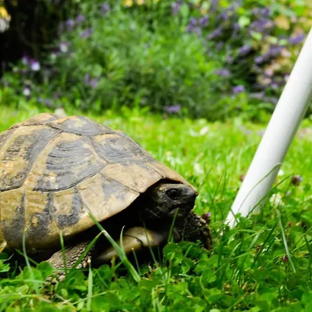 Hotel Markus Sittikus 4*