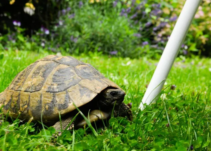 Отель Markus Sittikus 4*